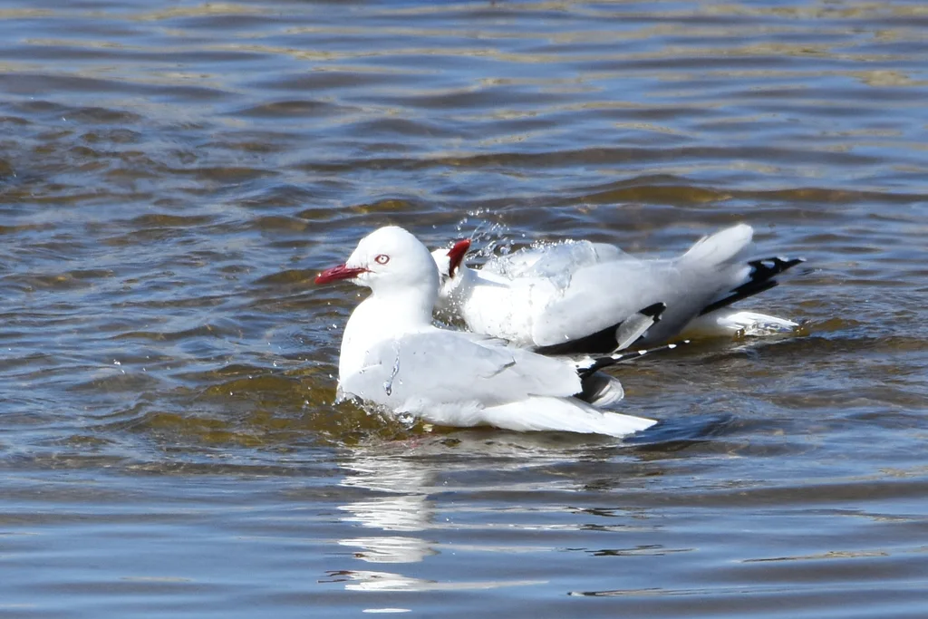 澳洲红嘴鸥（Chroicocephalus novaehollandiae）