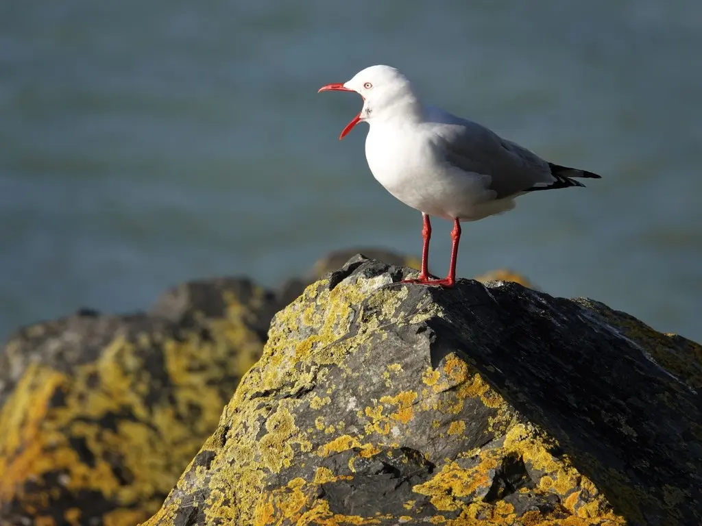 澳洲红嘴鸥（Chroicocephalus novaehollandiae）