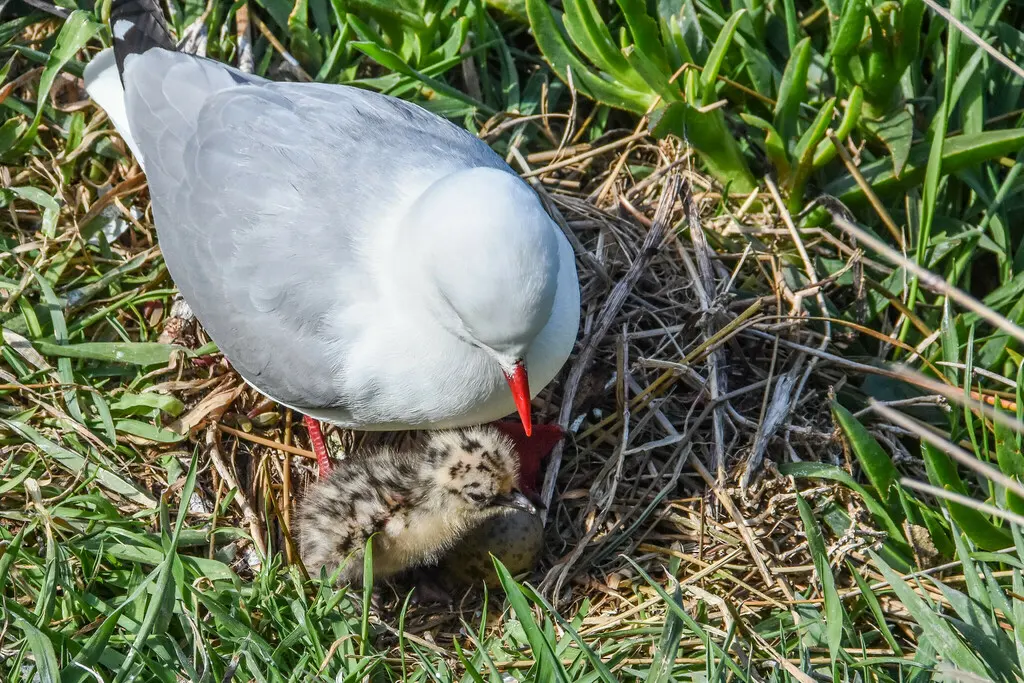 澳洲红嘴鸥（Chroicocephalus novaehollandiae）
