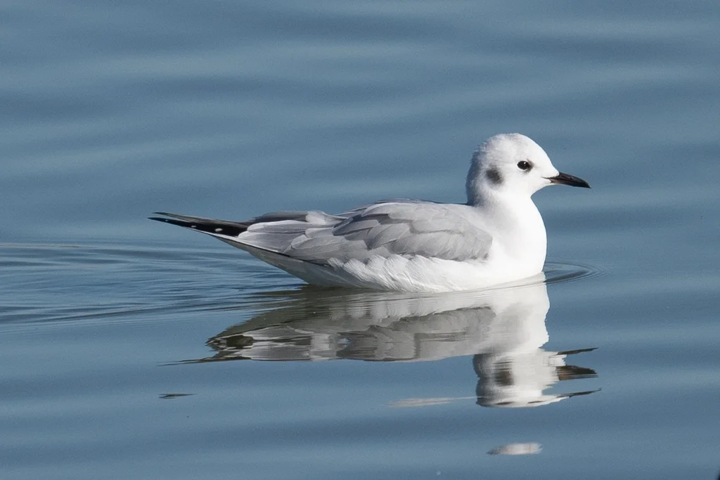 伯氏鸥(Chroicocephalus philadelphia)