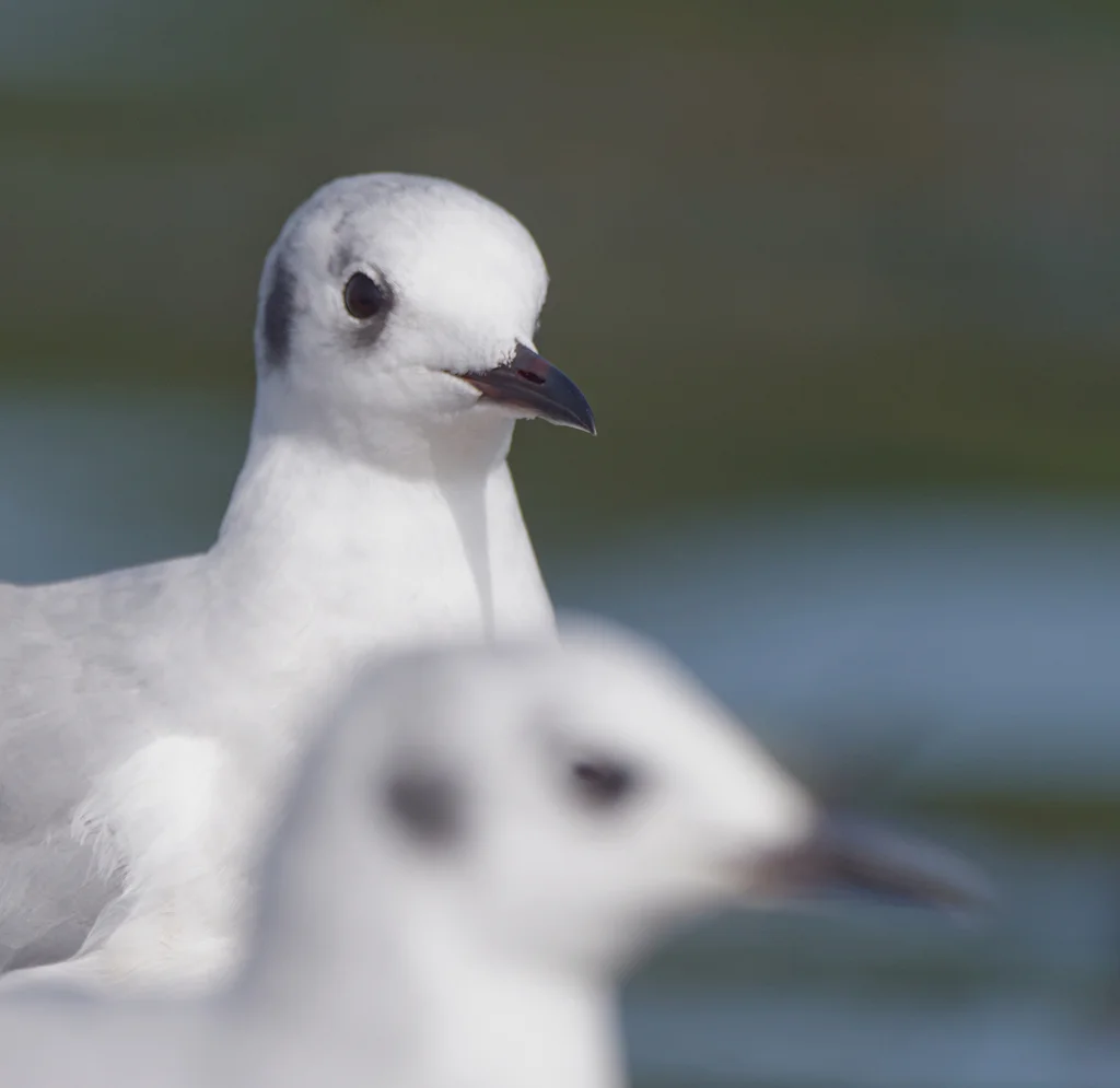 伯氏鸥(Chroicocephalus philadelphia)