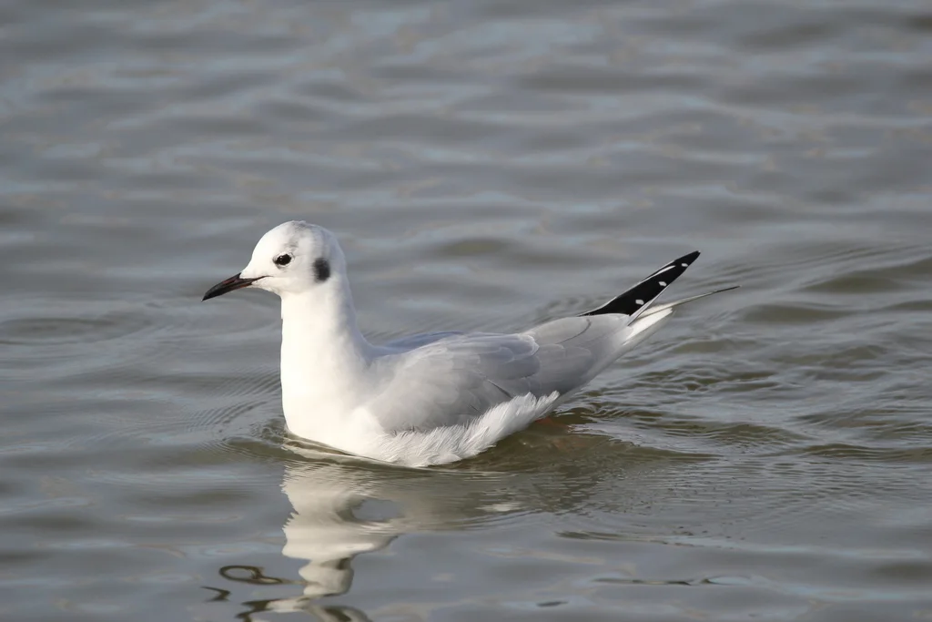 伯氏鸥(Chroicocephalus philadelphia)