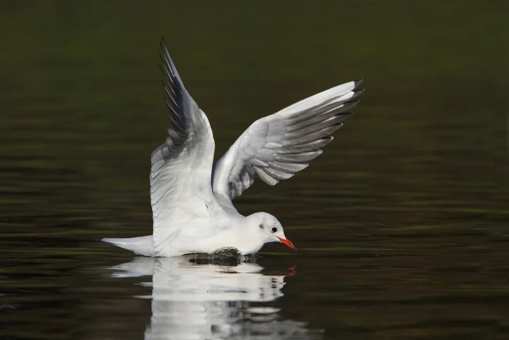 红嘴鸥(Chroicocephalus ridibundus)