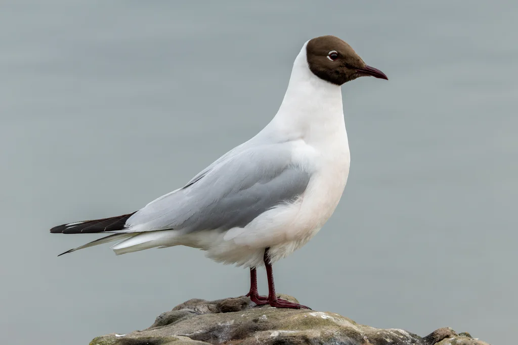 红嘴鸥(Chroicocephalus ridibundus)