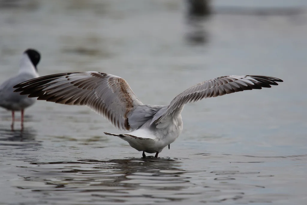 红嘴鸥(Chroicocephalus ridibundus)