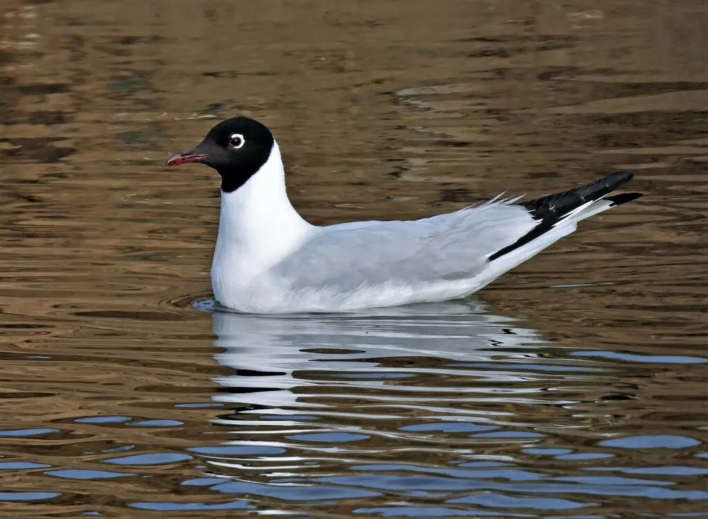 安第斯鸥(Chroicocephalus serranus)