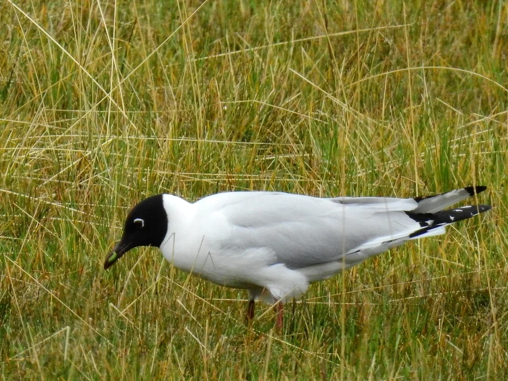 安第斯鸥(Chroicocephalus serranus)