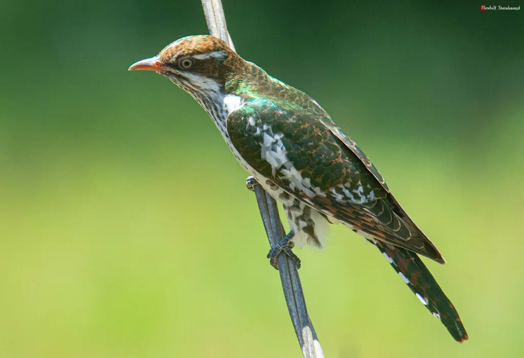 白眉金鹃(Chrysococcyx caprius)