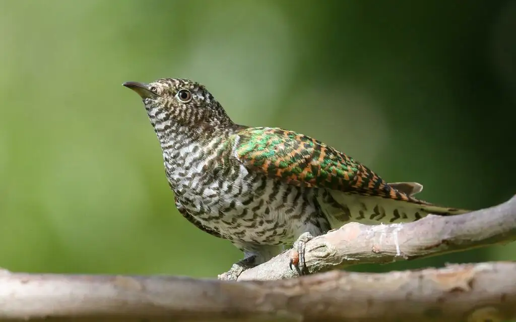 黄腹金鹃(Chrysococcyx cupreus)