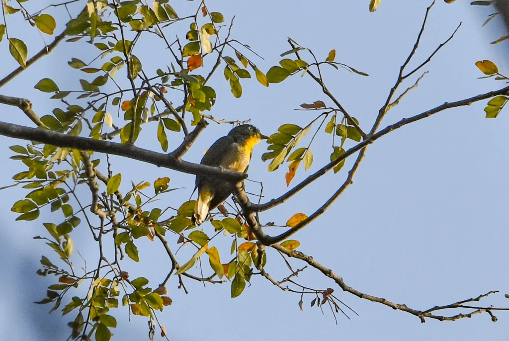 黄喉金鹃(Chrysococcyx flavigularis)