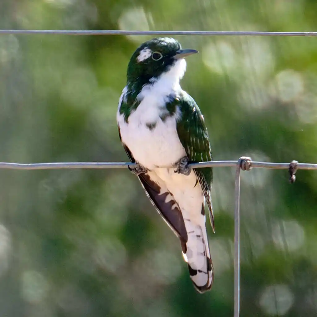 白腹金鹃(Chrysococcyx klaas)