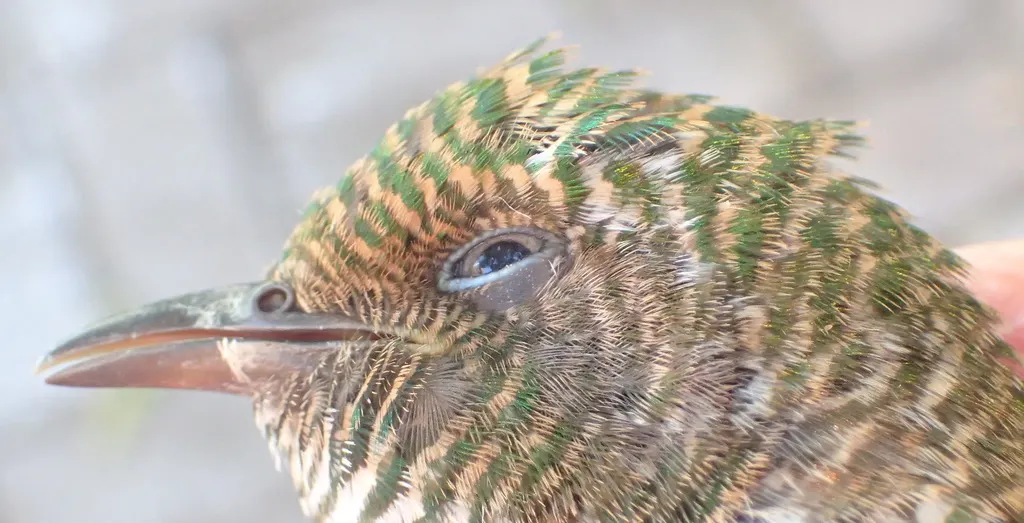 白腹金鹃(Chrysococcyx klaas)