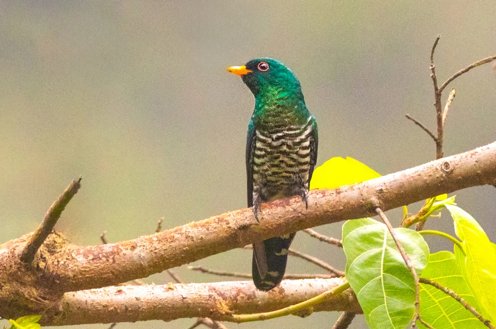 翠金鹃（Chrysococcyx maculatus）