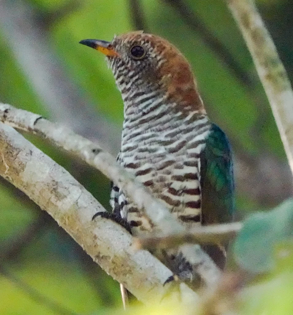 翠金鹃（Chrysococcyx maculatus）