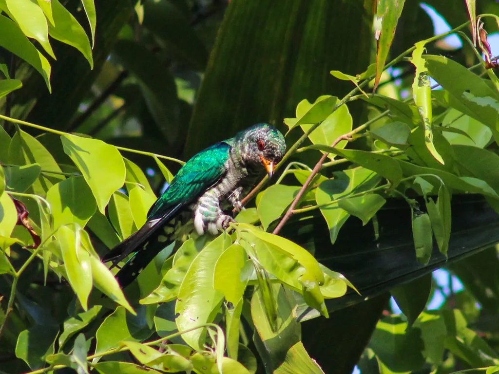 翠金鹃（Chrysococcyx maculatus）