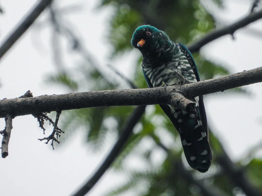 翠金鹃（Chrysococcyx maculatus）