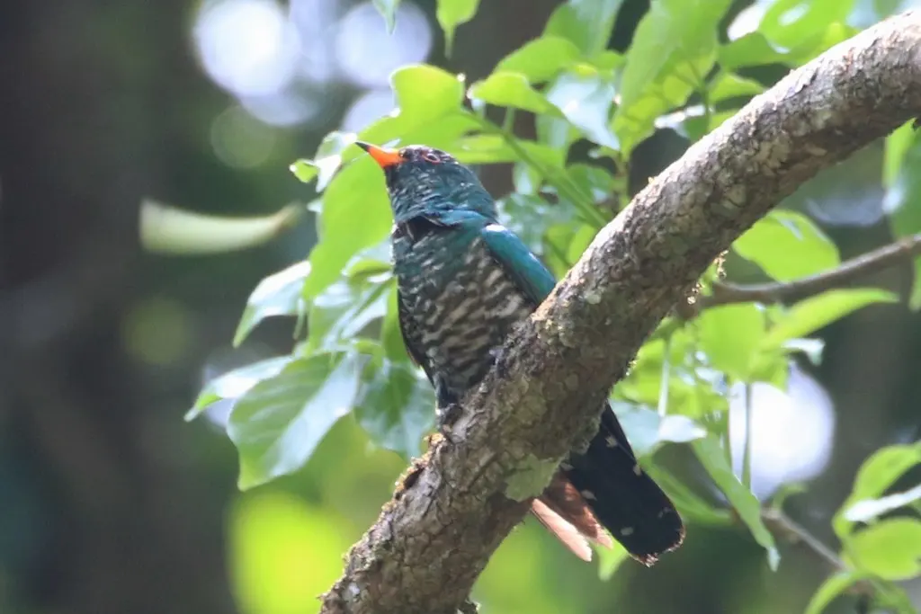 翠金鹃（Chrysococcyx maculatus）