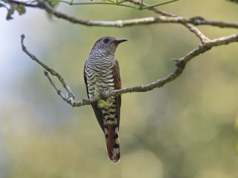 紫金鹃