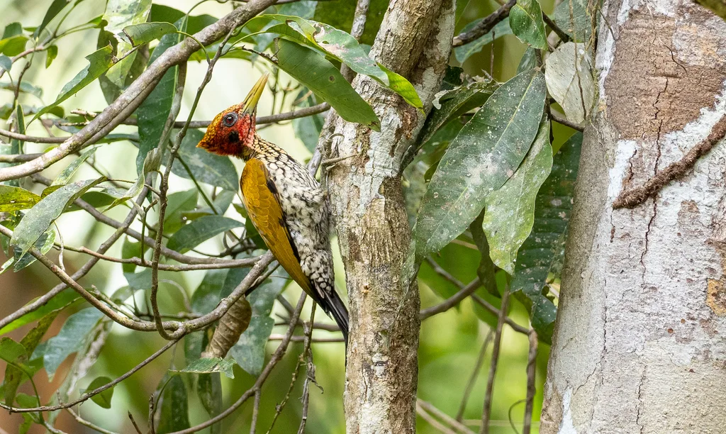 红头金背啄木鸟(Chrysocolaptes erythrocephalus)
