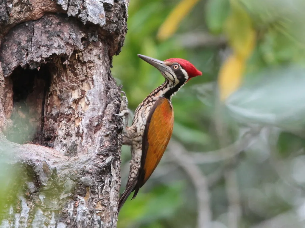 大金背啄木鸟(Chrysocolaptes guttacristatus)