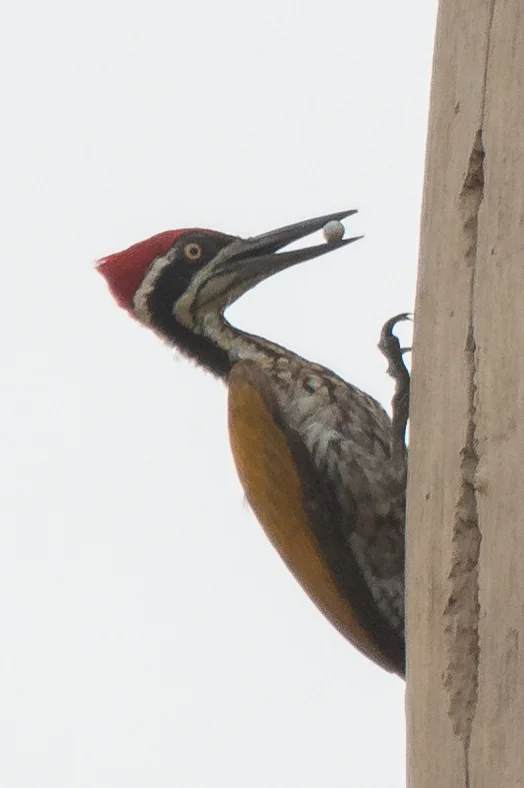 大金背啄木鸟(Chrysocolaptes guttacristatus)