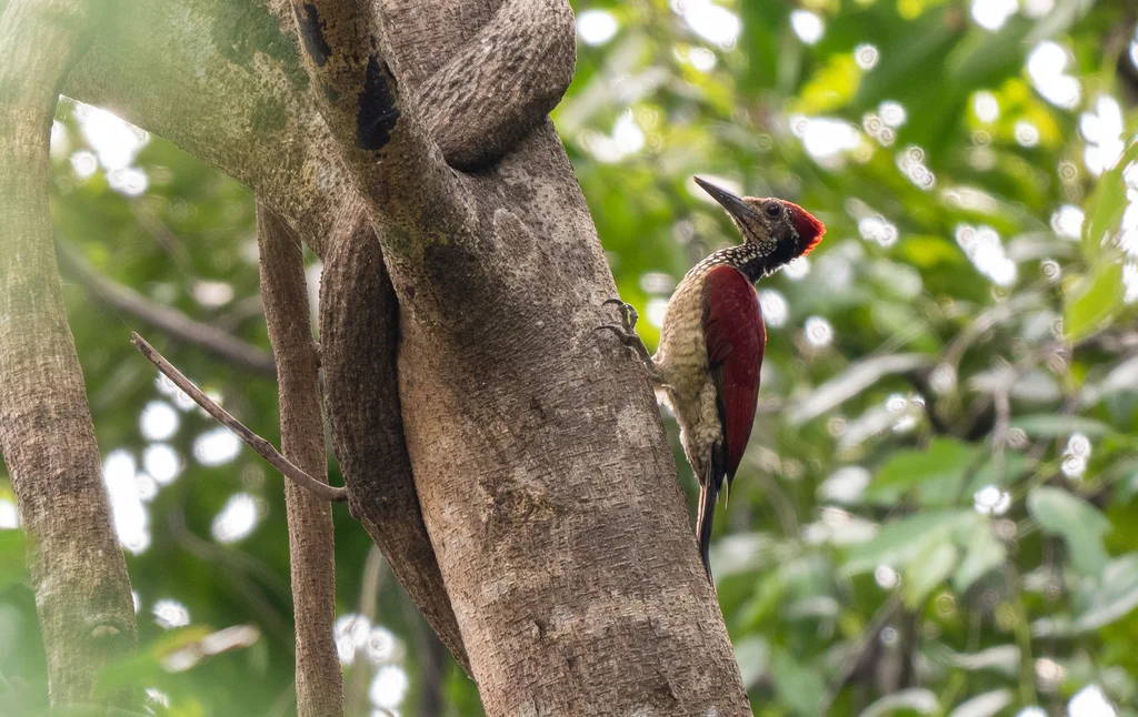 吕宋金背啄木鸟(Chrysocolaptes haematribon)