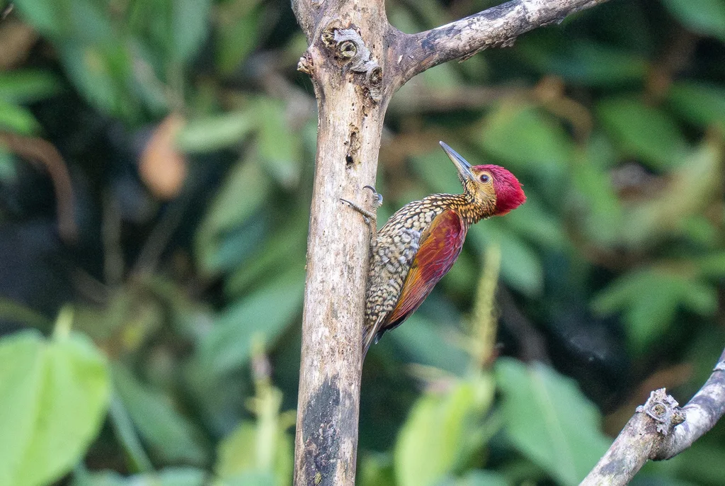 棕斑金背啄木鸟(Chrysocolaptes lucidus)