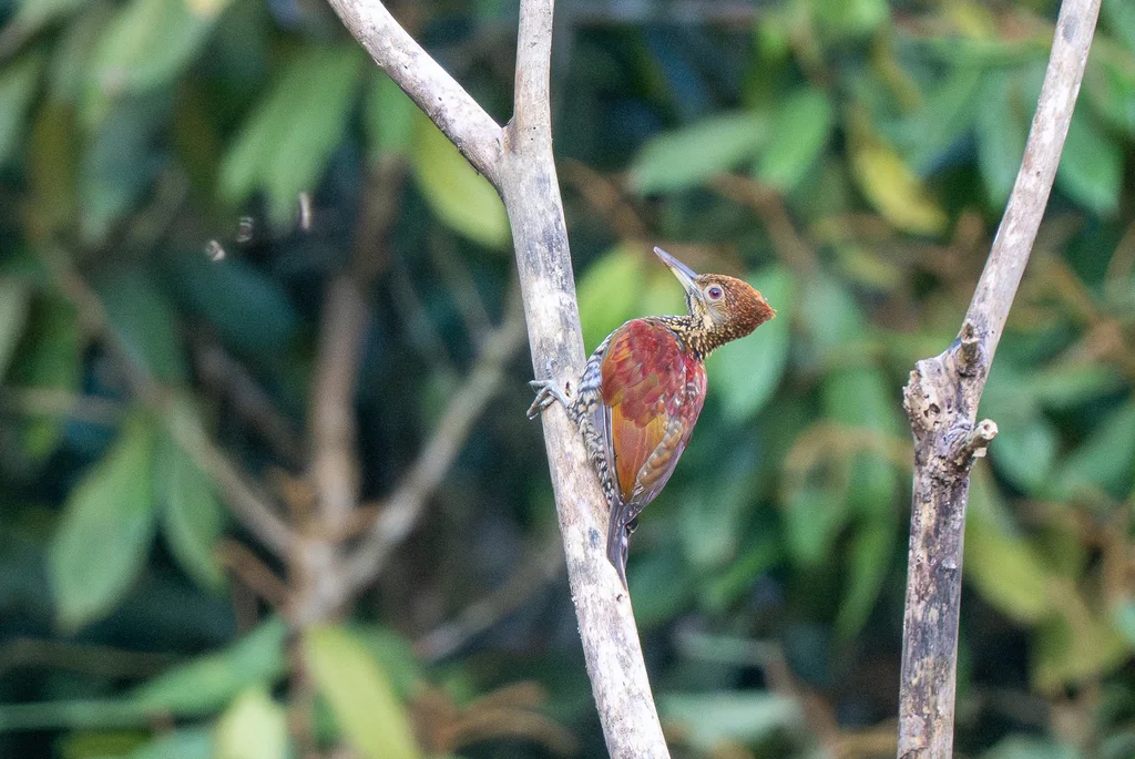 棕斑金背啄木鸟(Chrysocolaptes lucidus)