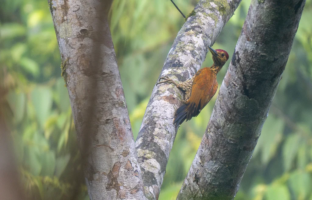 棕斑金背啄木鸟(Chrysocolaptes lucidus)