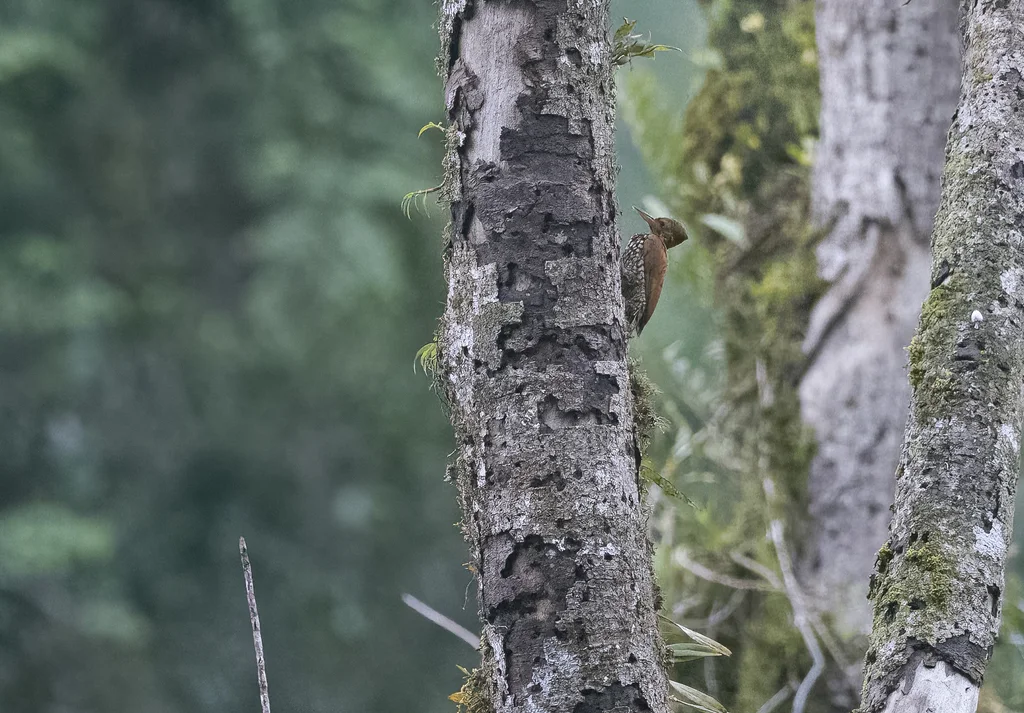 棕斑金背啄木鸟(Chrysocolaptes lucidus)