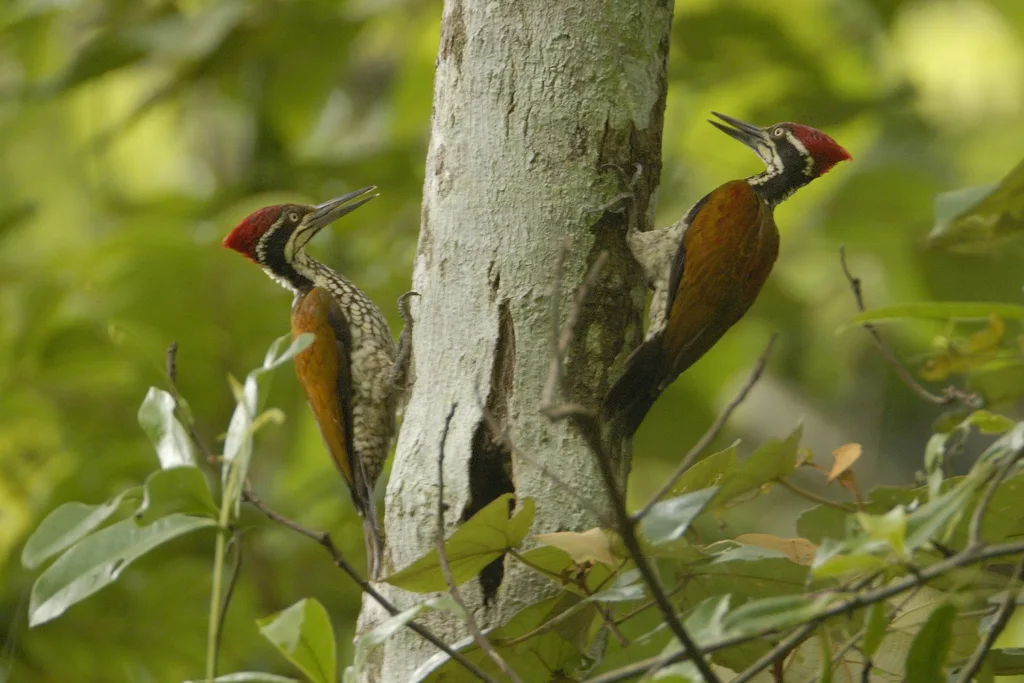 马拉巴金背啄木鸟(Chrysocolaptes socialis)