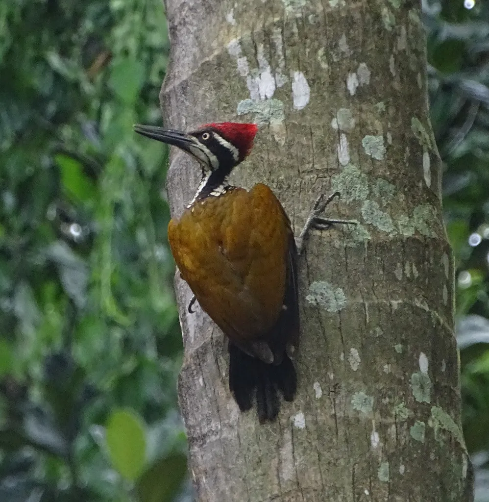 马拉巴金背啄木鸟(Chrysocolaptes socialis)