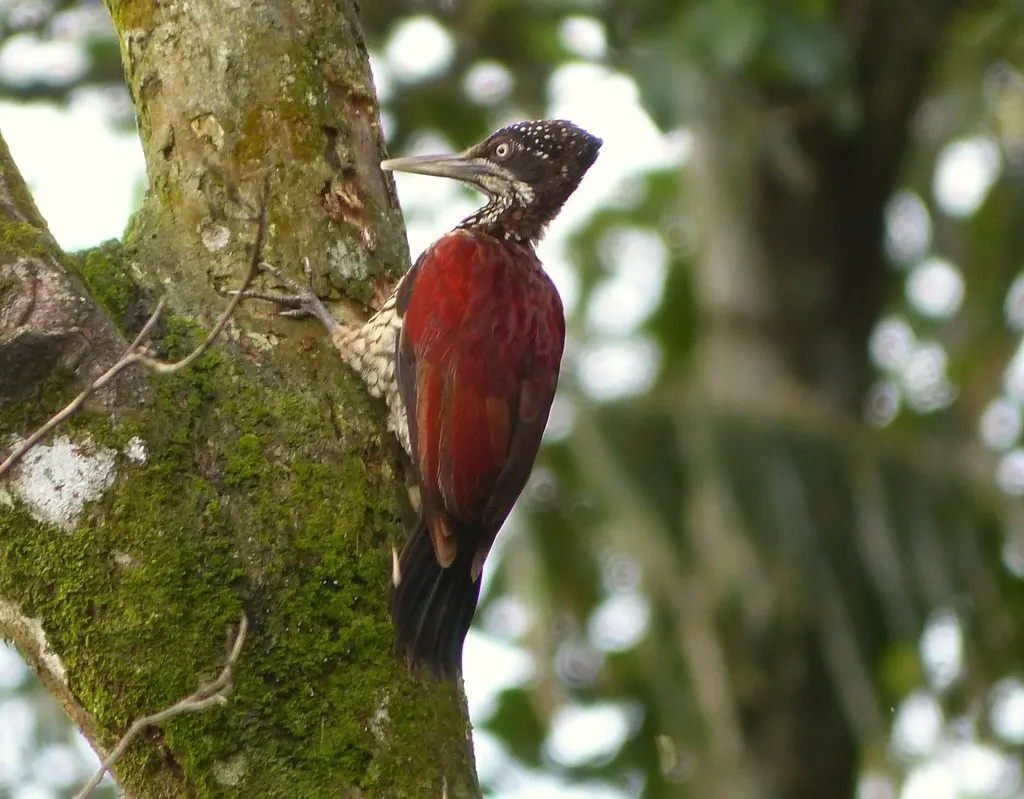 绯红背啄木鸟(Chrysocolaptes stricklandi)