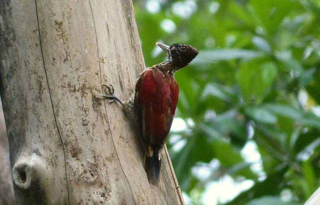 绯红背啄木鸟(Chrysocolaptes stricklandi)