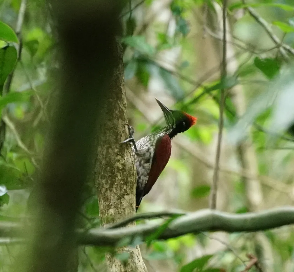 绯红背啄木鸟(Chrysocolaptes stricklandi)