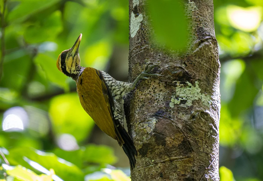 爪哇金背啄木鸟(Chrysocolaptes strictus)