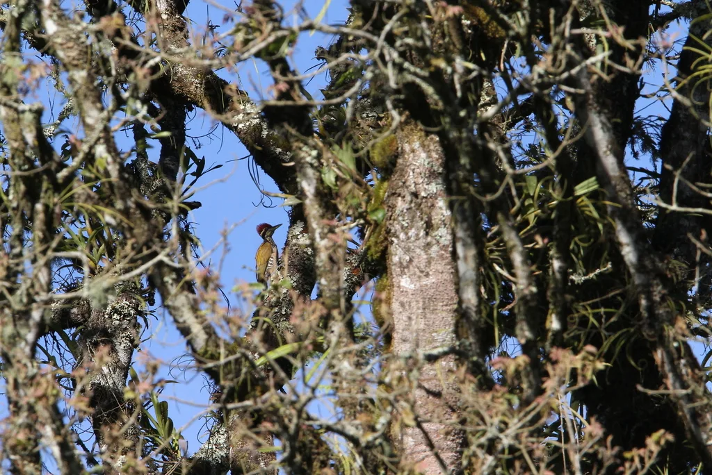 爪哇金背啄木鸟(Chrysocolaptes strictus)