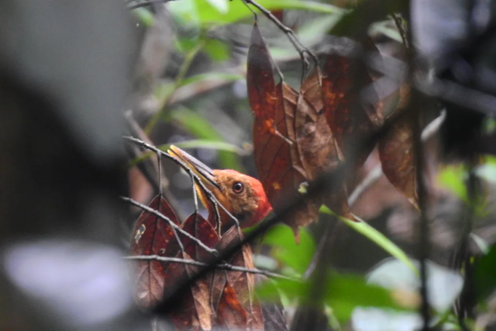 橙背啄木鸟(Chrysocolaptes validus)