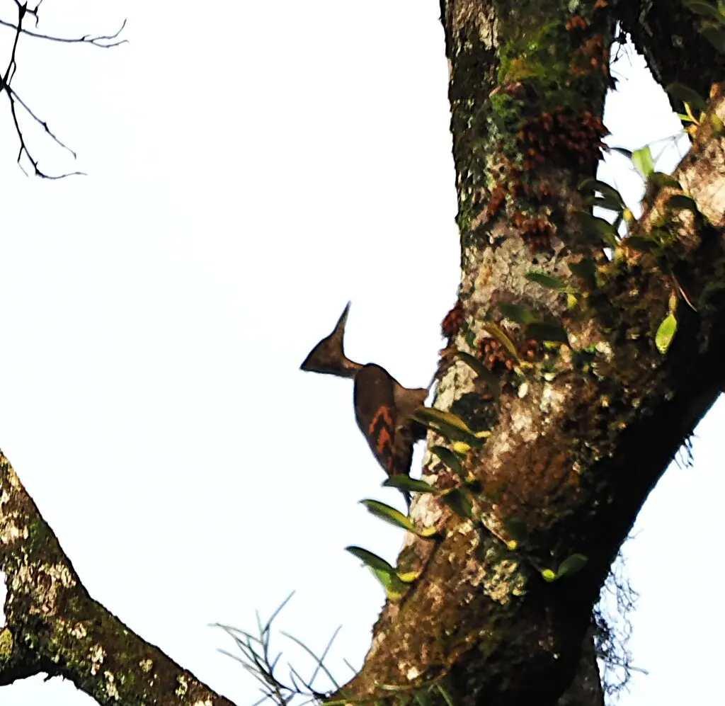 橙背啄木鸟(Chrysocolaptes validus)