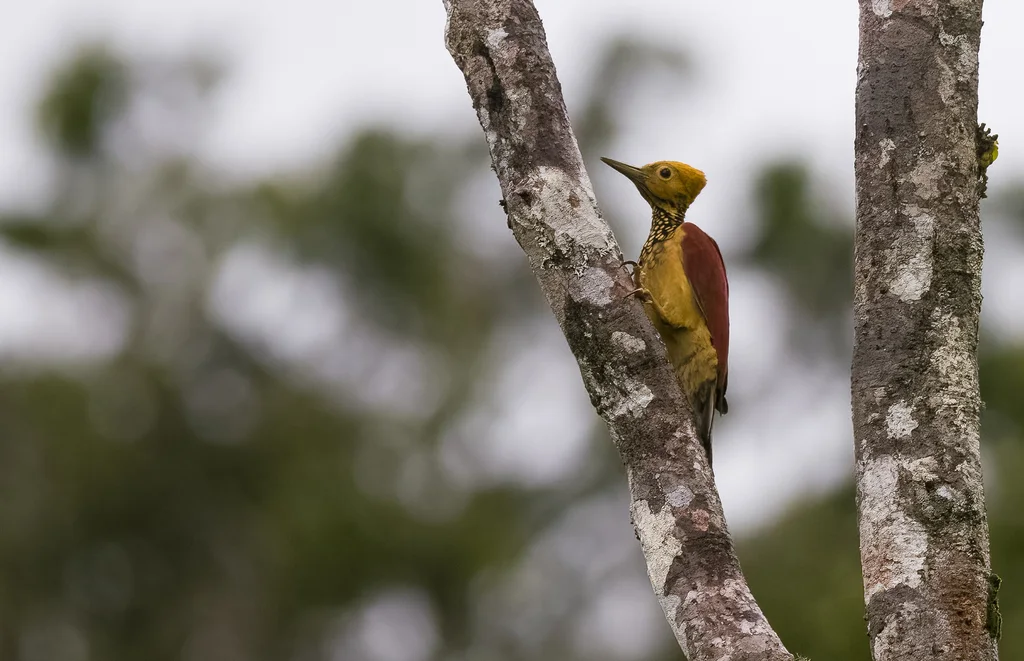 黄脸金背啄木鸟(Chrysocolaptes xanthocephalus)