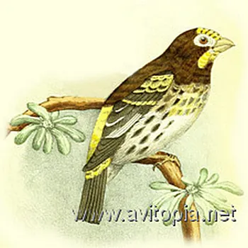 山金丝雀(Chrysocorythus estherae)