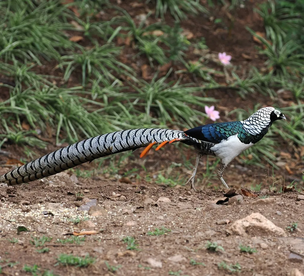 白腹锦鸡(Chrysolophus amherstiae)