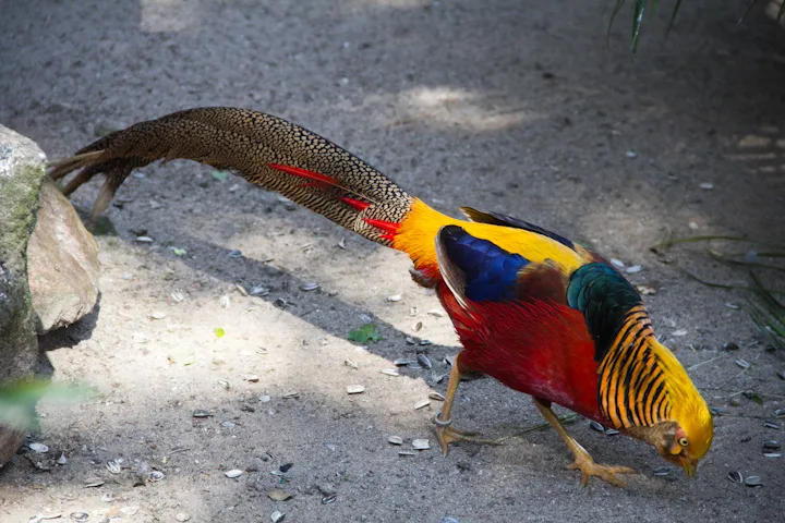 红腹锦鸡(Chrysolophus pictus)