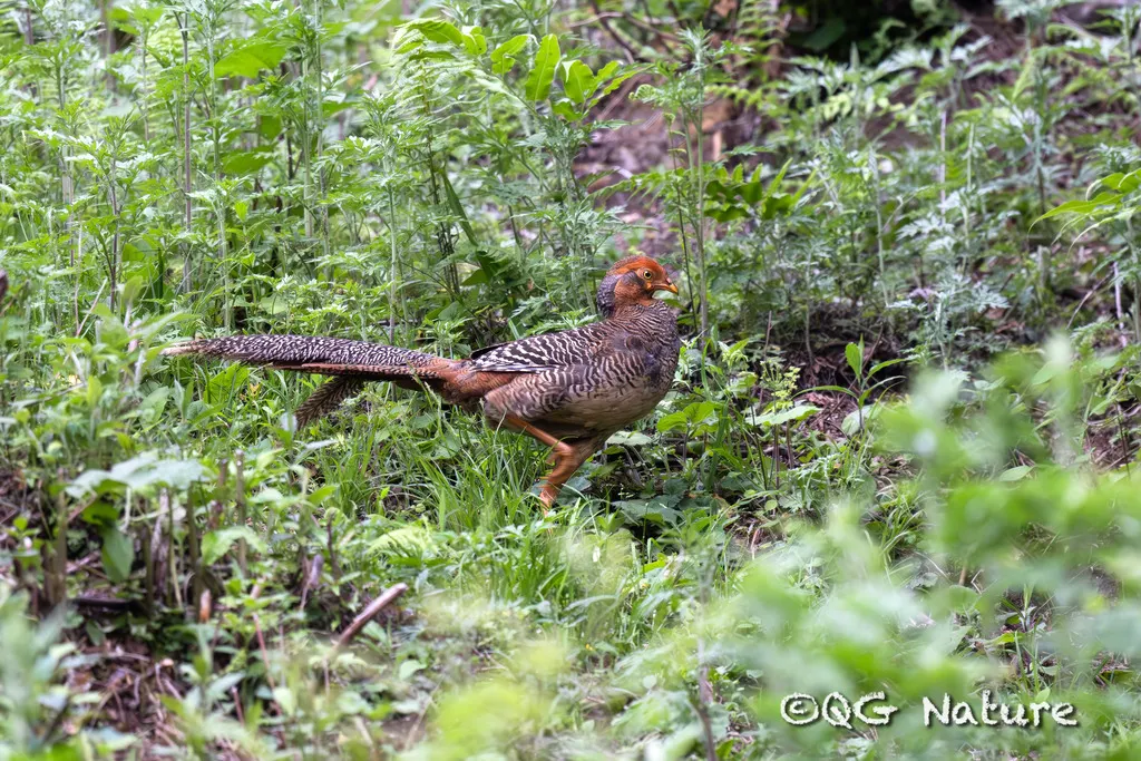 红腹锦鸡(Chrysolophus pictus)