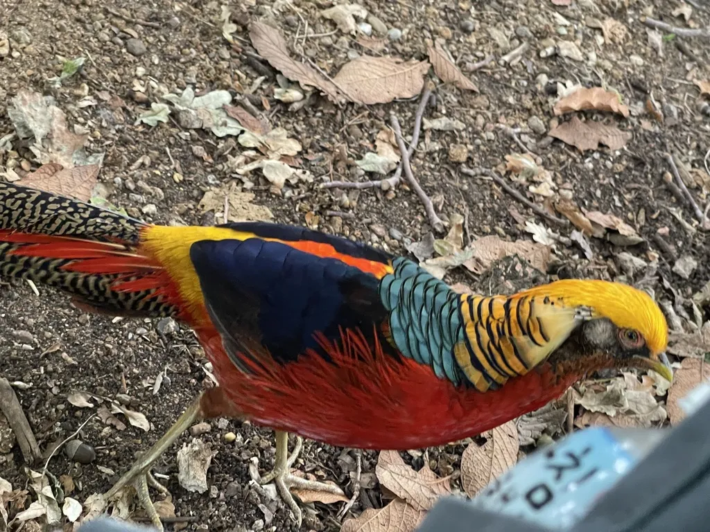红腹锦鸡(Chrysolophus pictus)