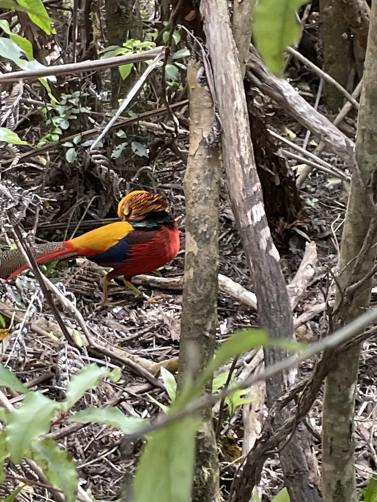 红腹锦鸡(Chrysolophus pictus)