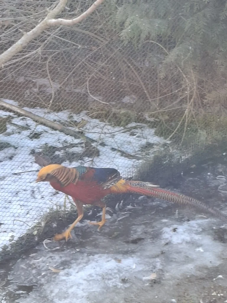 红腹锦鸡(Chrysolophus pictus)