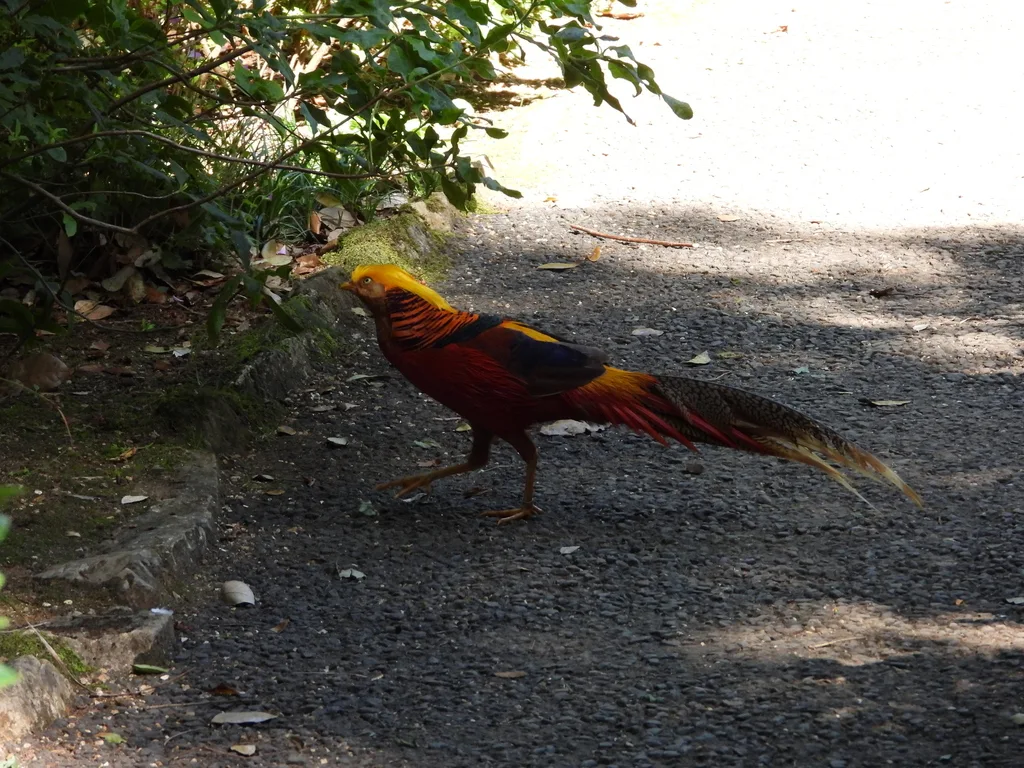 红腹锦鸡(Chrysolophus pictus)