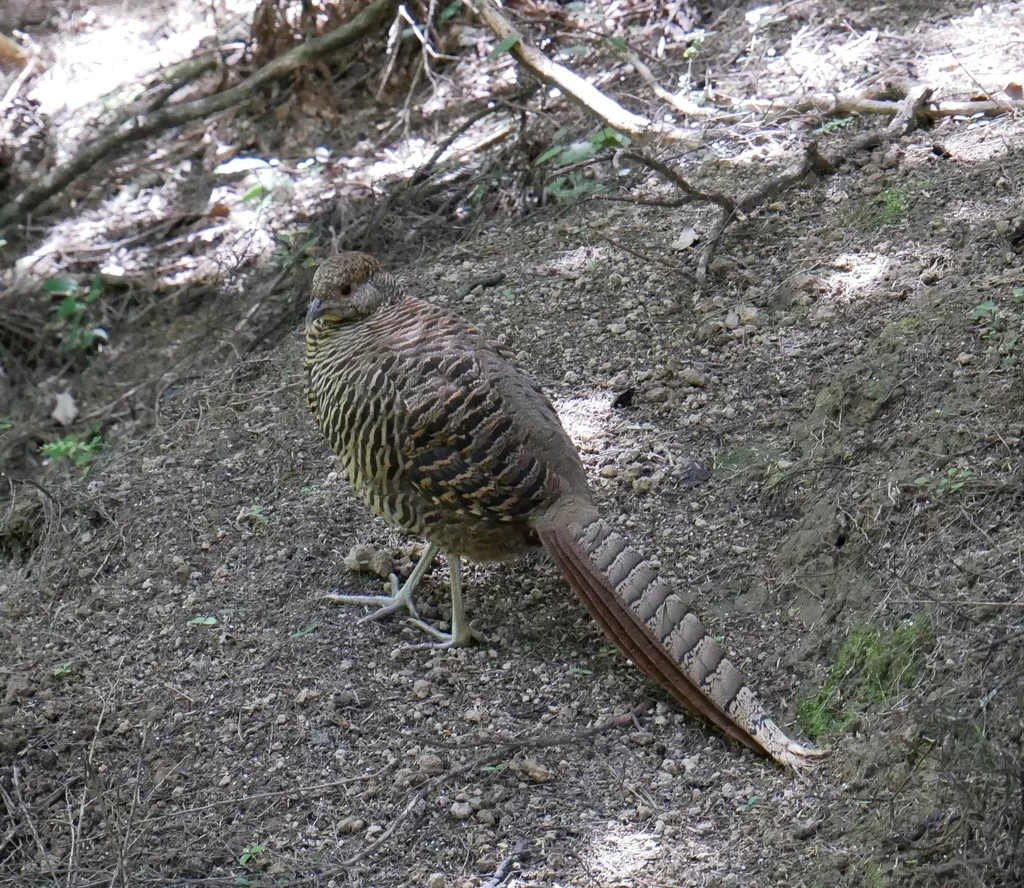 红腹锦鸡(Chrysolophus pictus)