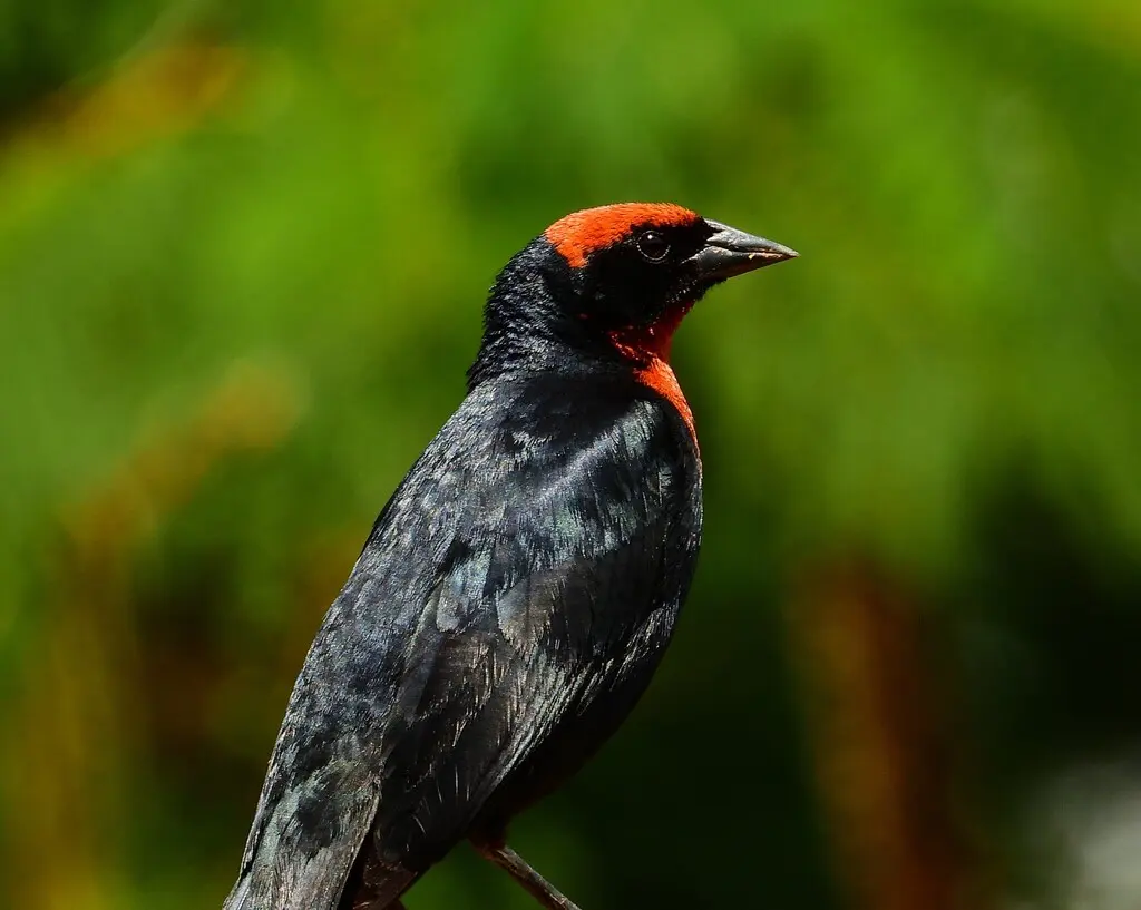 栗顶黑鹂(Chrysomus ruficapillus)